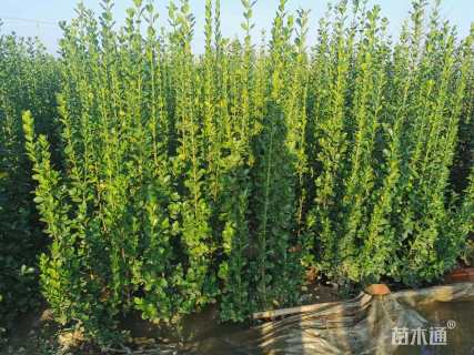 高度180厘米北海道黄杨