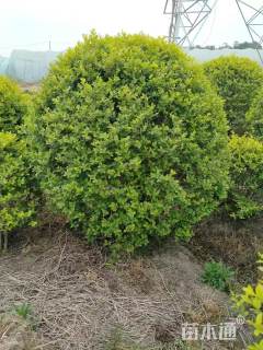 冠幅150厘米金叶女贞球