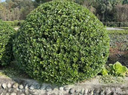 冠幅100厘米海桐球