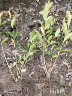 高度40厘米大叶栀子