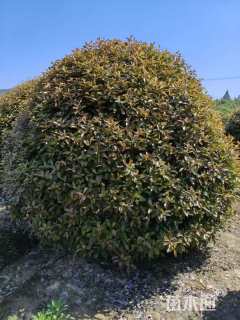 冠幅250厘米红叶石楠球