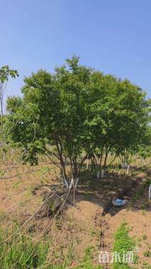 高度300厘米丛生茶条槭