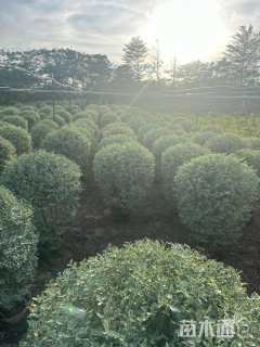 高度60厘米花叶女贞球