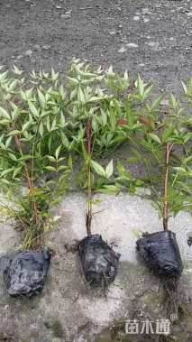 高度40厘米南天竹