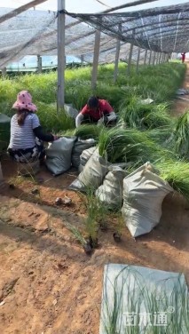 高度70厘米金红羽狼尾草