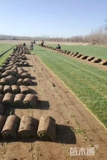 草卷状早熟禾草