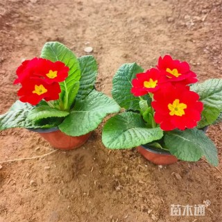 高度20厘米报春花