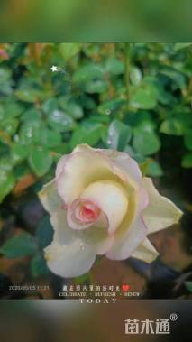 高度25厘米大花月季