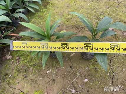 高度20厘米青铁