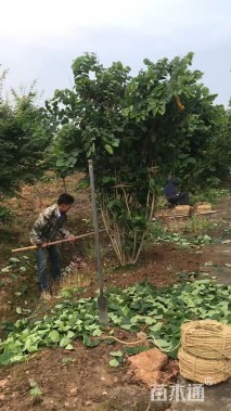 高度230厘米丛生紫荆