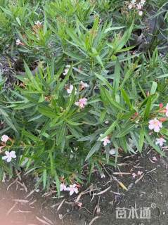 高度150厘米红花夹竹桃