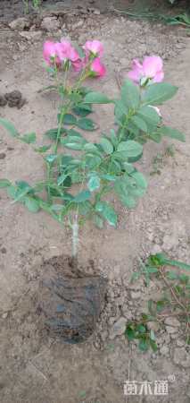 高度40厘米大花月季