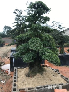 高度200厘米金弹子