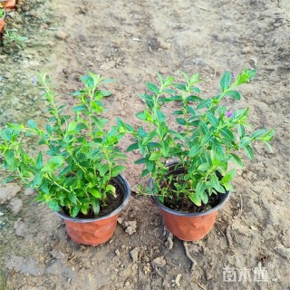 高度22厘米萼距花