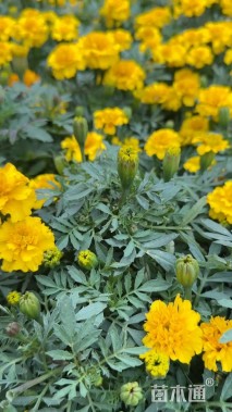 高度8厘米孔雀草