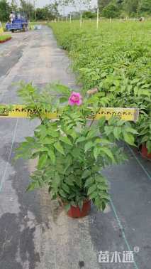 高度40厘米紫云藤