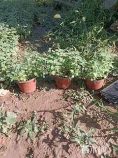 高度15厘米荆芥