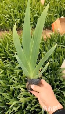 高度15厘米鸢尾