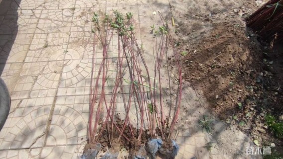 高度60厘米红瑞木