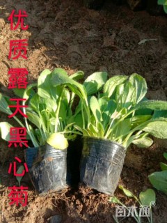 高度10厘米黑心菊
