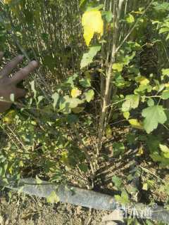 高度100厘米丛生木槿