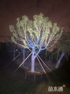 25公分红果冬青