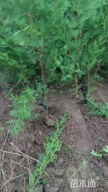 高度100厘米侧柏