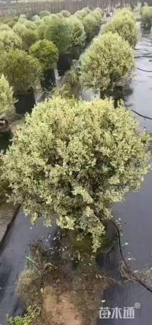 高度80厘米金姬小蜡