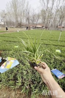 高度15厘米常绿萱草