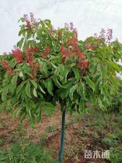 10公分红花七叶树