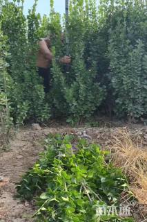 高度220厘米北海道黄杨柱