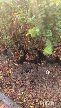 高度80厘米火棘