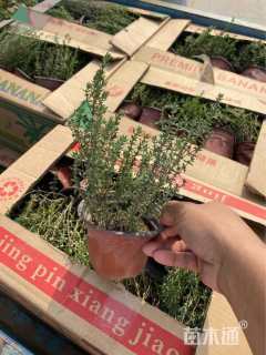 高度25厘米百里香