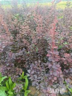 高度40厘米紫叶小檗