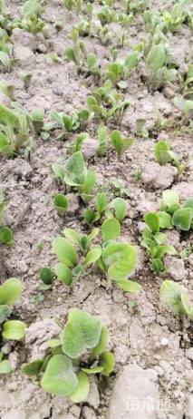 高度10厘米木香