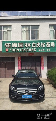 15公分西藏白皮松