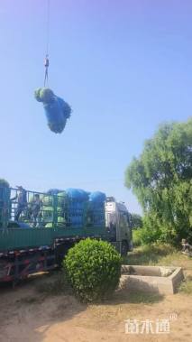 冠幅150厘米大叶黄杨球