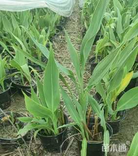 高度30厘米水生美人蕉