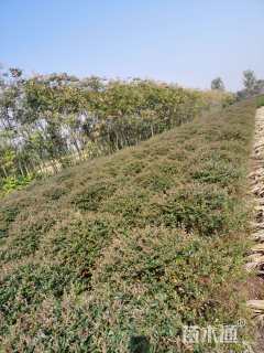 冠幅120厘米火棘球