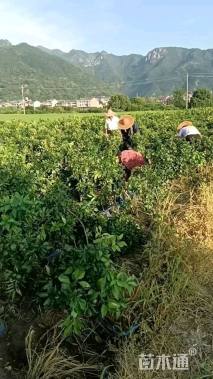 高度50厘米柑橘