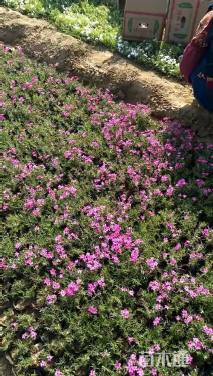 高度30厘米丛生福禄考