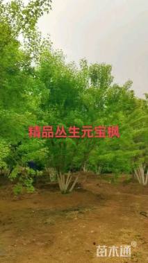 高度800厘米丛生元宝枫