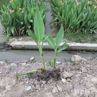 高度25厘米黄花美人蕉