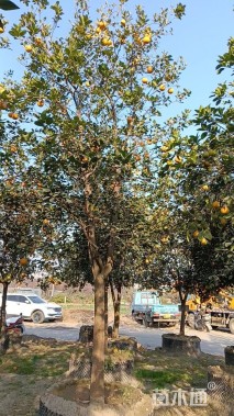 高度500厘米红心柚