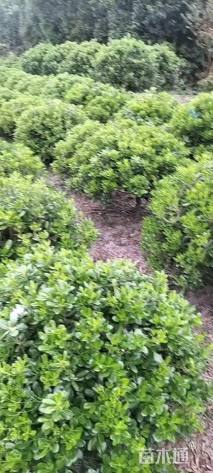 冠幅150厘米海桐球