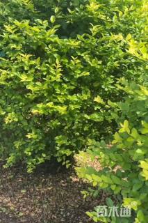 冠幅68厘米金叶女贞球