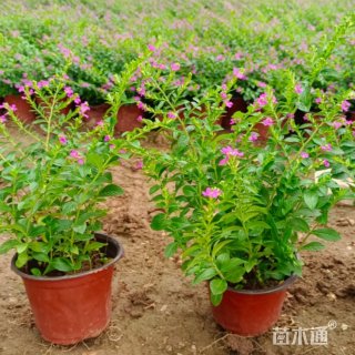 高度20厘米萼距花