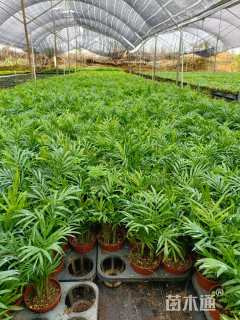 裸干高2厘米袖珍椰子