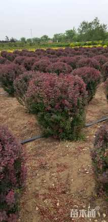 冠幅100厘米紫叶小檗球