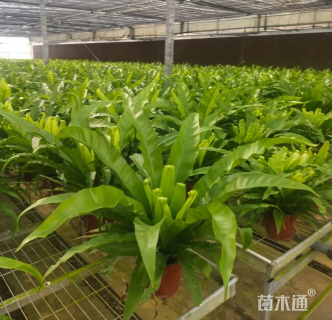 高度35厘米鸟巢蕨